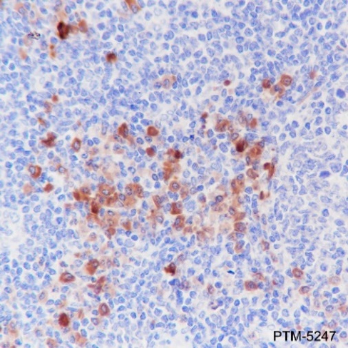 Anti-CD80 Mouse mAb