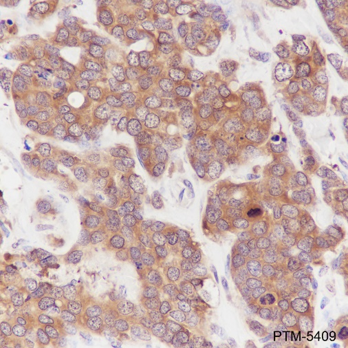 Anti-HSP90 alpha Mouse mAb