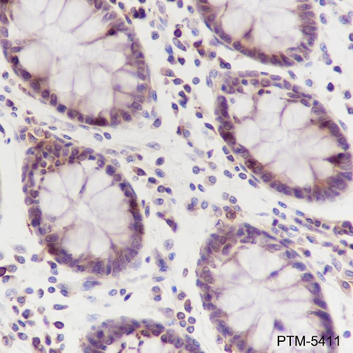 Anti-Cyclophilin B Mouse mAb