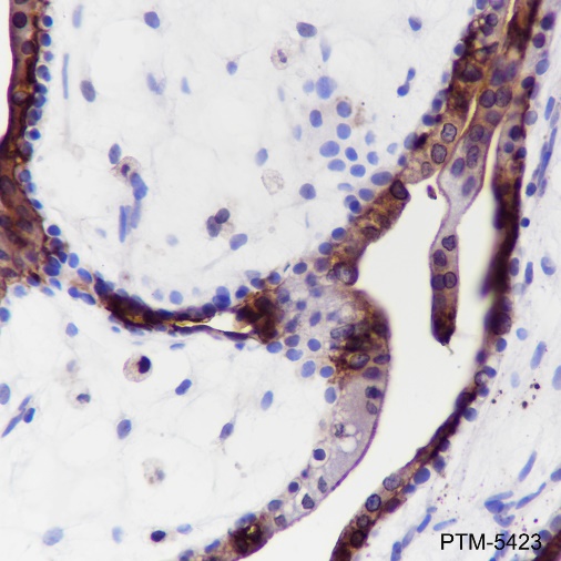 Anti-Annexin A4 Mouse mAb
