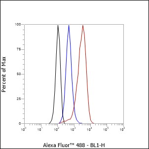 Anti-PITX2/RGS Rabbit mAb