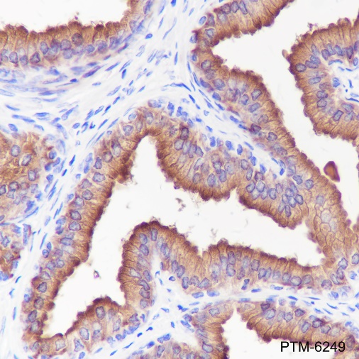 Anti-PAP Rabbit mAb