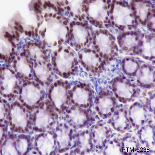 Anti-KLF4 Rabbit mAb