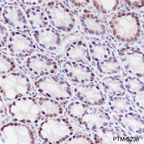 Anti-KLF4 Rabbit mAb