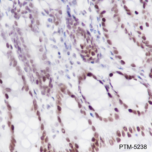 Anti-KLF4 Rabbit mAb