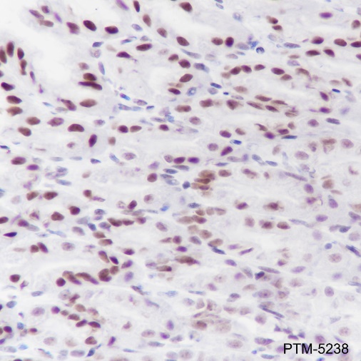 Anti-KLF4 Rabbit mAb
