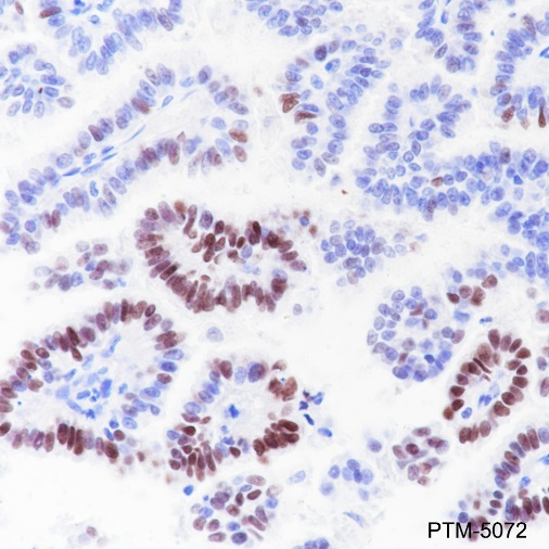 Anti-SOX2 Rabbit mAb