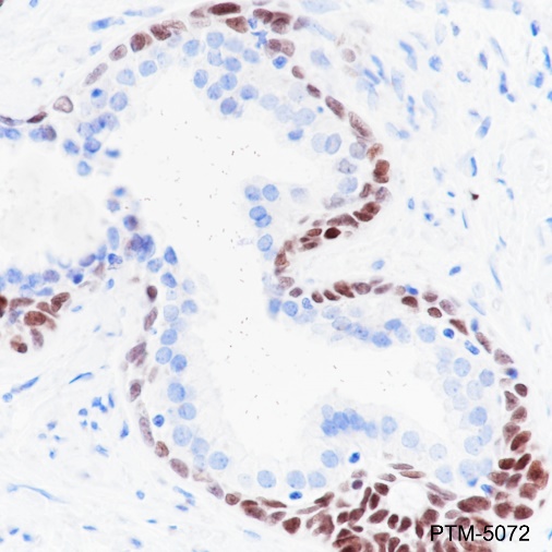 Anti-SOX2 Rabbit mAb
