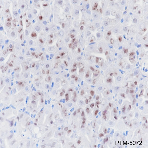 Anti-SOX2 Rabbit mAb