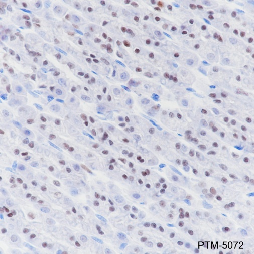 Anti-SOX2 Rabbit mAb