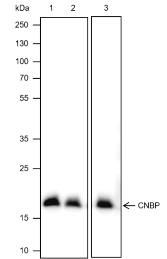Anti-CNBP Mouse mAb