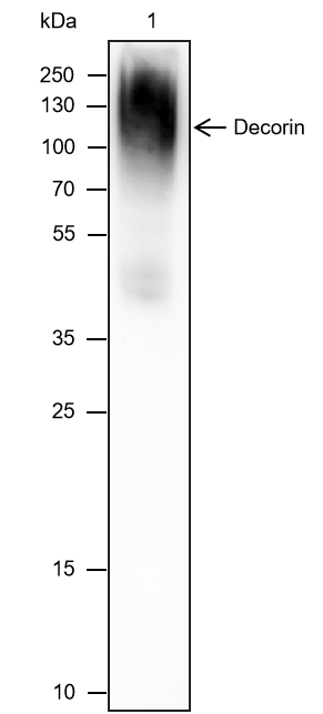 Anti-Decorin Mouse mAb