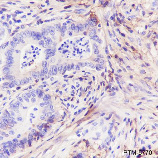 Anti-Decorin Mouse mAb
