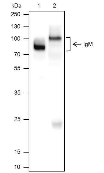 Anti-IgM Mouse mAb