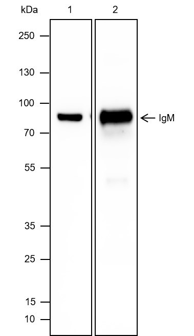 Anti-IgM Mouse mAb