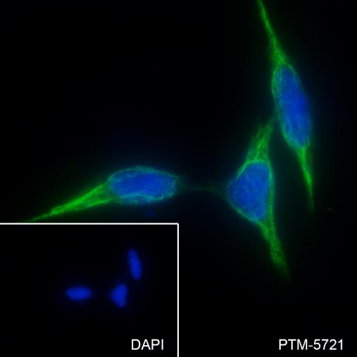 Anti-p75NTR Mouse mAb
