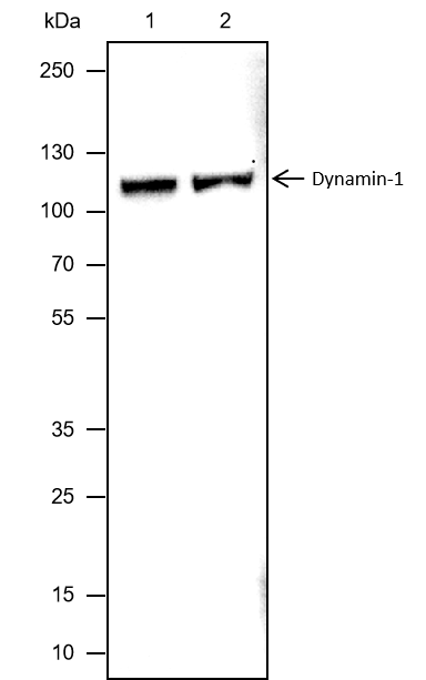 Anti-Dynamin 1 Mouse mAb