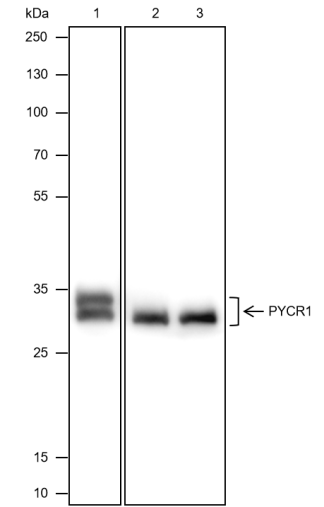 Anti-PYCR1 Mouse mAb