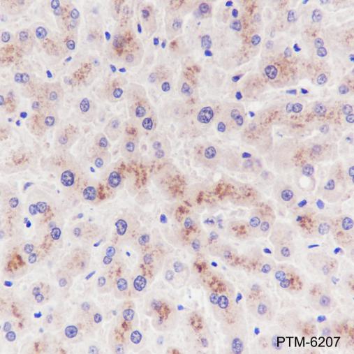 Anti-PYCR1 Mouse mAb