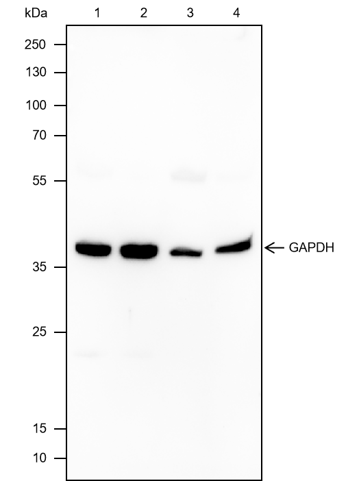 Anti-GAPDH Mouse mAb