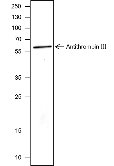 Anti-Serpin C1 / Antithrombin-III Mouse mAb