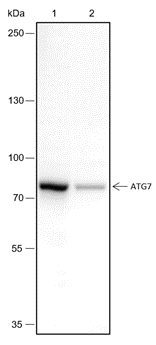Anti-ATG7 Rabbit mAb