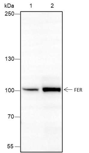 Anti-FER Rabbit mAb