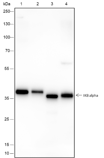 Anti-IkB alpha Rabbit mAb