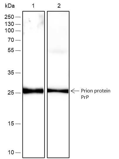Anti-Prion protein PrP Rabbit mAb