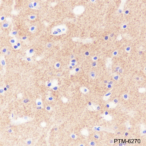 Anti-Prion protein PrP Rabbit mAb