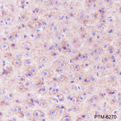 Anti-Prion protein PrP Rabbit mAb