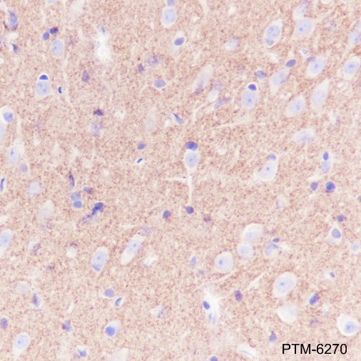 Anti-Prion protein PrP Rabbit mAb