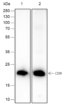 Anti-CD9 Rabbit mAb