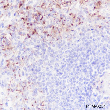 Anti-CD9 Rabbit mAb