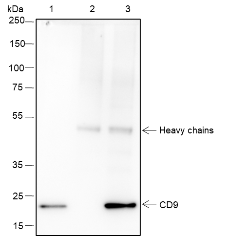 Anti-CD9 Rabbit mAb