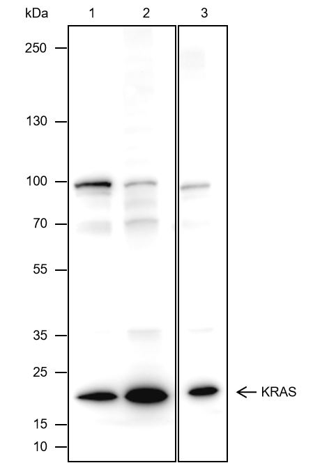 Anti-KRAS Mouse mAb
