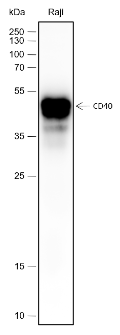 Anti-CD40 Rabbit mAb