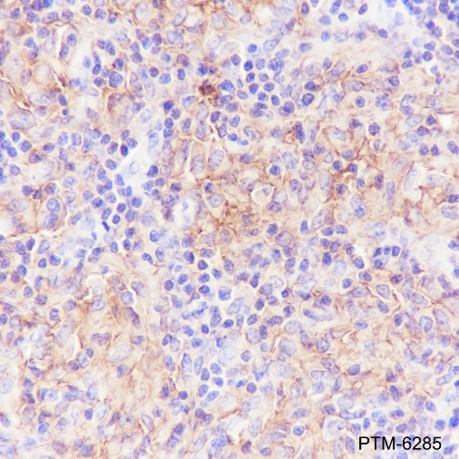 Anti-CD40 Rabbit mAb