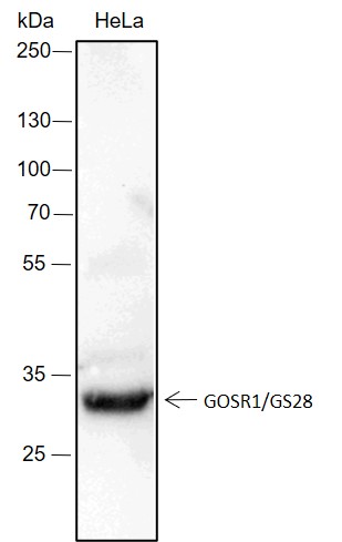 Anti-GOSR1/GS28 Rabbit mAb