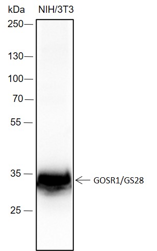 Anti-GOSR1/GS28 Rabbit mAb