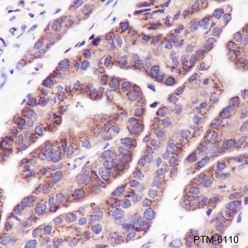Anti-GOSR1/GS28 Rabbit mAb