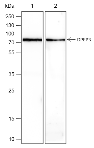 Anti-DPEP3 Rabbit mAb