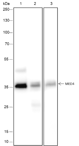 Anti-MED4 Rabbit mAb