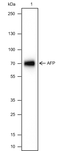 Anti-AFP Mouse mAb
