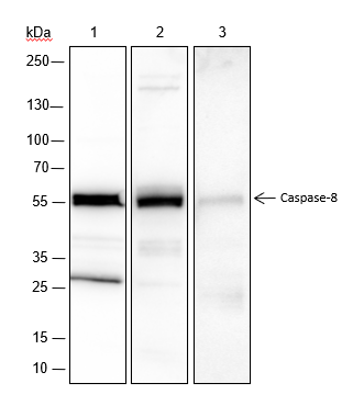 Anti-Caspase-8 Rabbit mAb