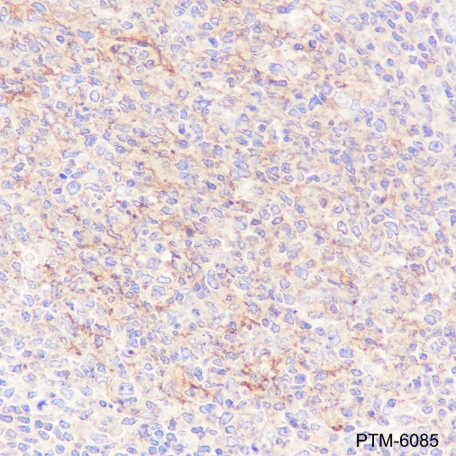 Anti-Caspase-8 Rabbit mAb