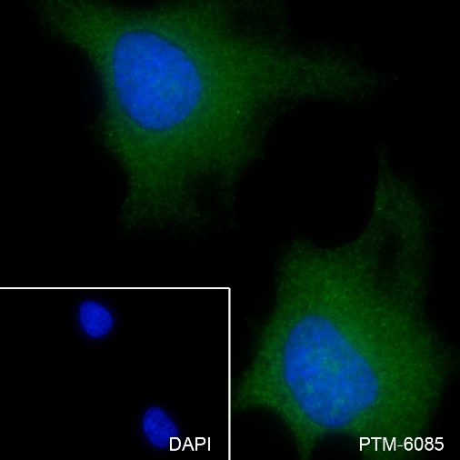Anti-Caspase-8 Rabbit mAb