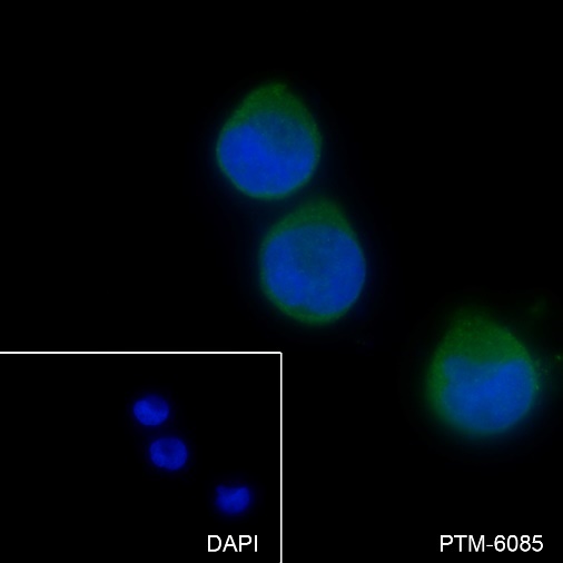 Anti-Caspase-8 Rabbit mAb