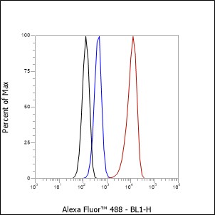 Anti-Caspase-8 Rabbit mAb