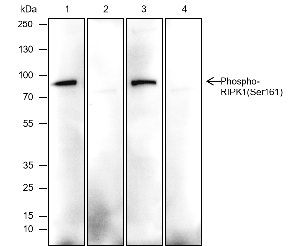 Anti-Phospho-RIPK1 (Ser161) Mouse mAb